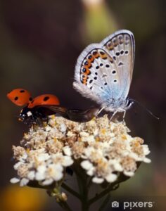 papillon et coccinelle le cœur et le vivant