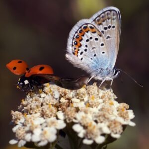 papillon et coccinelle le cœur et le vivant